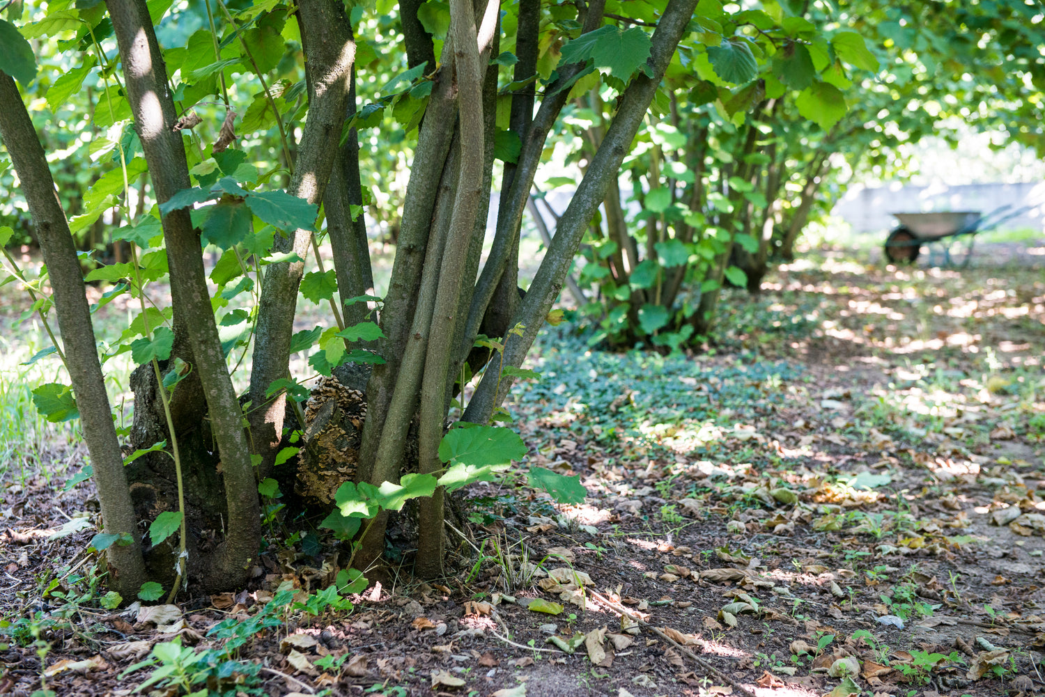 Το Όραμά μας